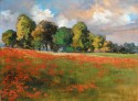 Campo de Amapolas